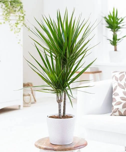 Saksijska biljka u enterijeru za Feng Shui - saveti za cveće - aranžman od ruža, cvećara Beograd i dostava cveća Beograd Saksijska biljka u enterijeru za Feng Shui - saveti za cveće - aranžman od ruža, cvećara Beograd i dostava cveća Beograd